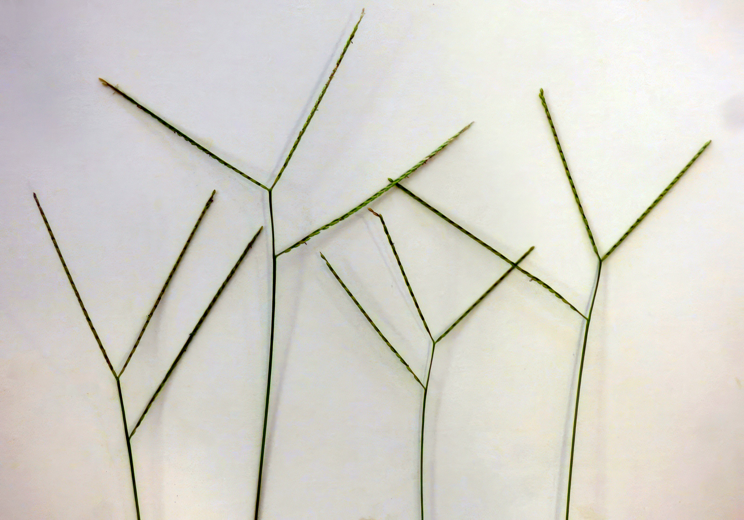Four Y and fork shaped stems. 